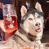 Black Husky Brewing