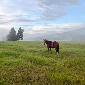 Hay Fund