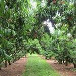 Chiles Peach Orchard and Farm Market