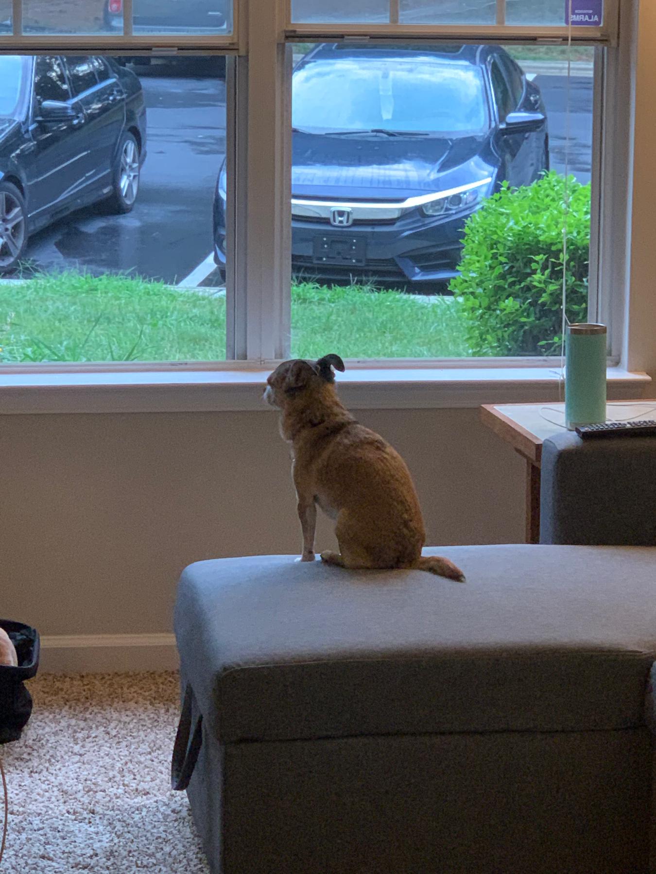 Watching for The Boi