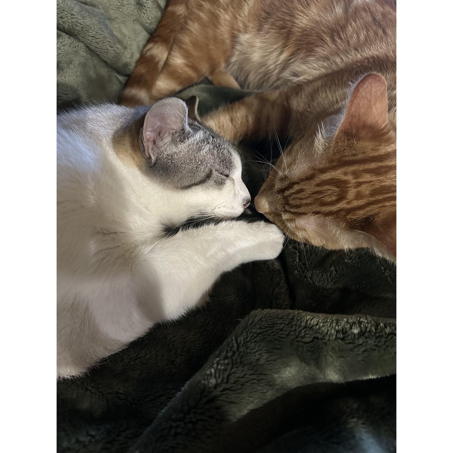 Our kitties Rocco (white) & Tony (orange)