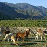 Casablanca Valley Vineyards