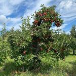 Apple Picking