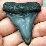 Hunt for Shark Teeth at Caspersen Beach