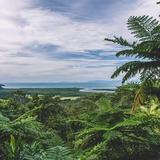 Daintree Rainforest