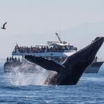 Discovery Whale Watch