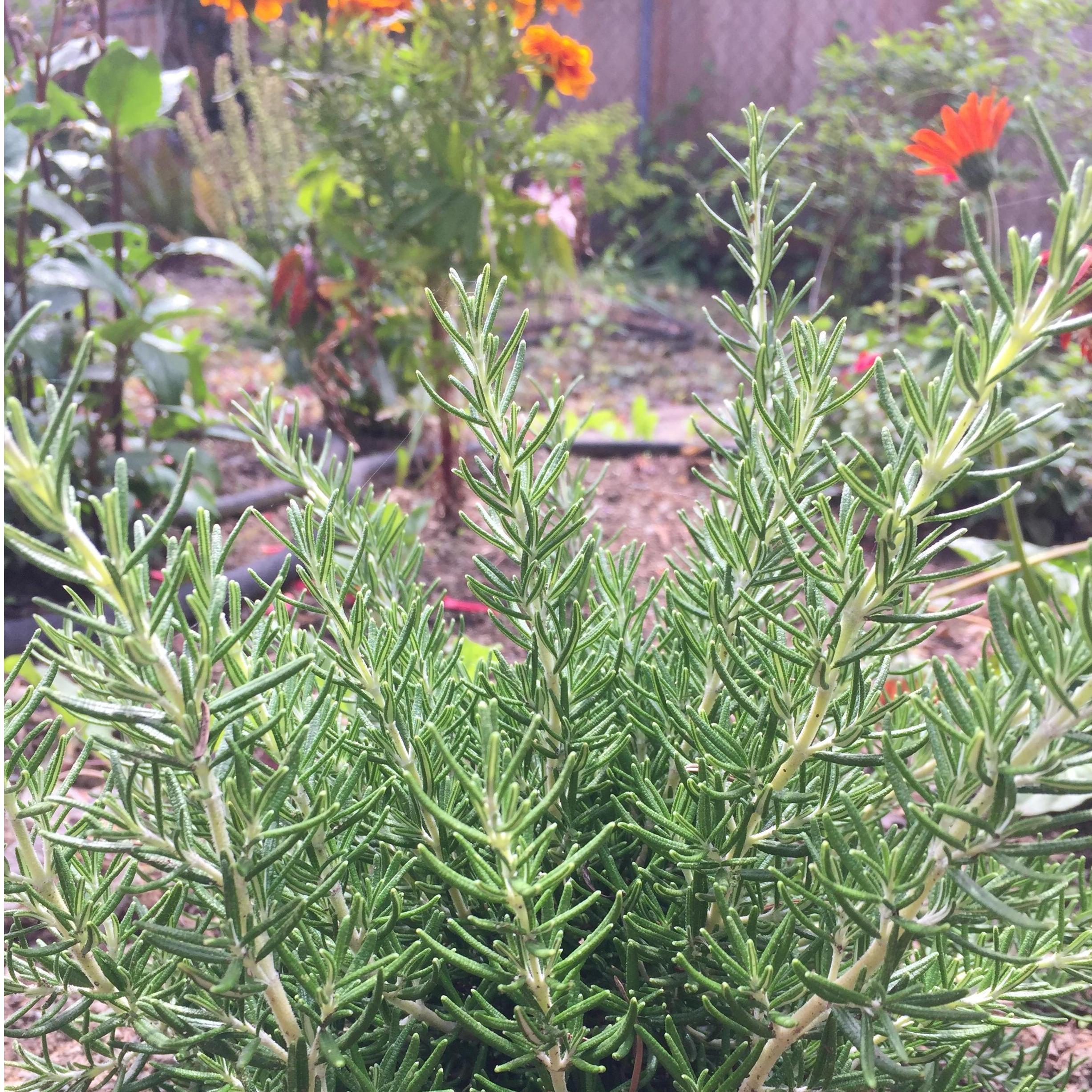 Rosemary in our garden that we've spent the last year longingly expanding/improving.