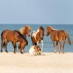 Assateague Island National Seashore