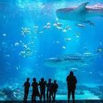 Georgia Aquarium