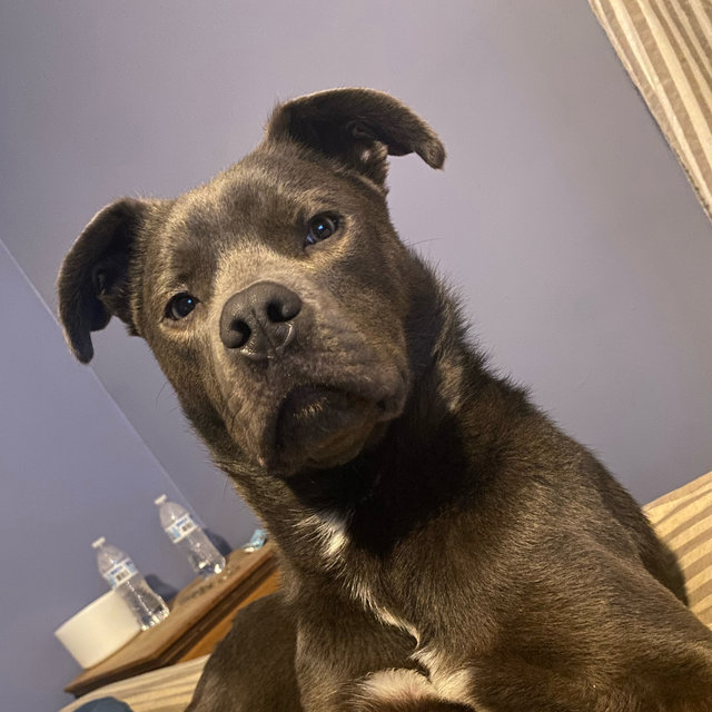 Opie’s treat fund