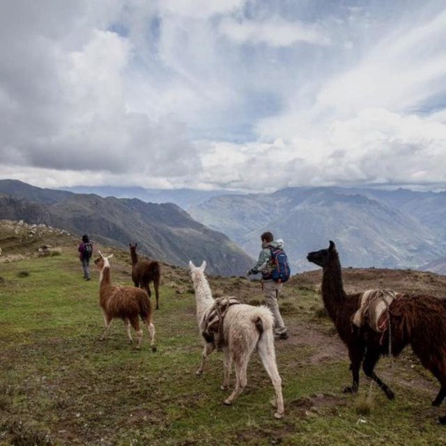 Hike with Llamas