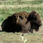 Golden Gate Park & the Bison Paddock