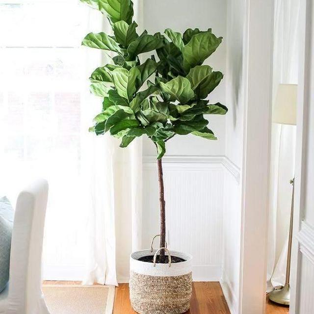Fiddle Leaf Fig Tree