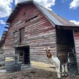 Ellaberry Llama Farm