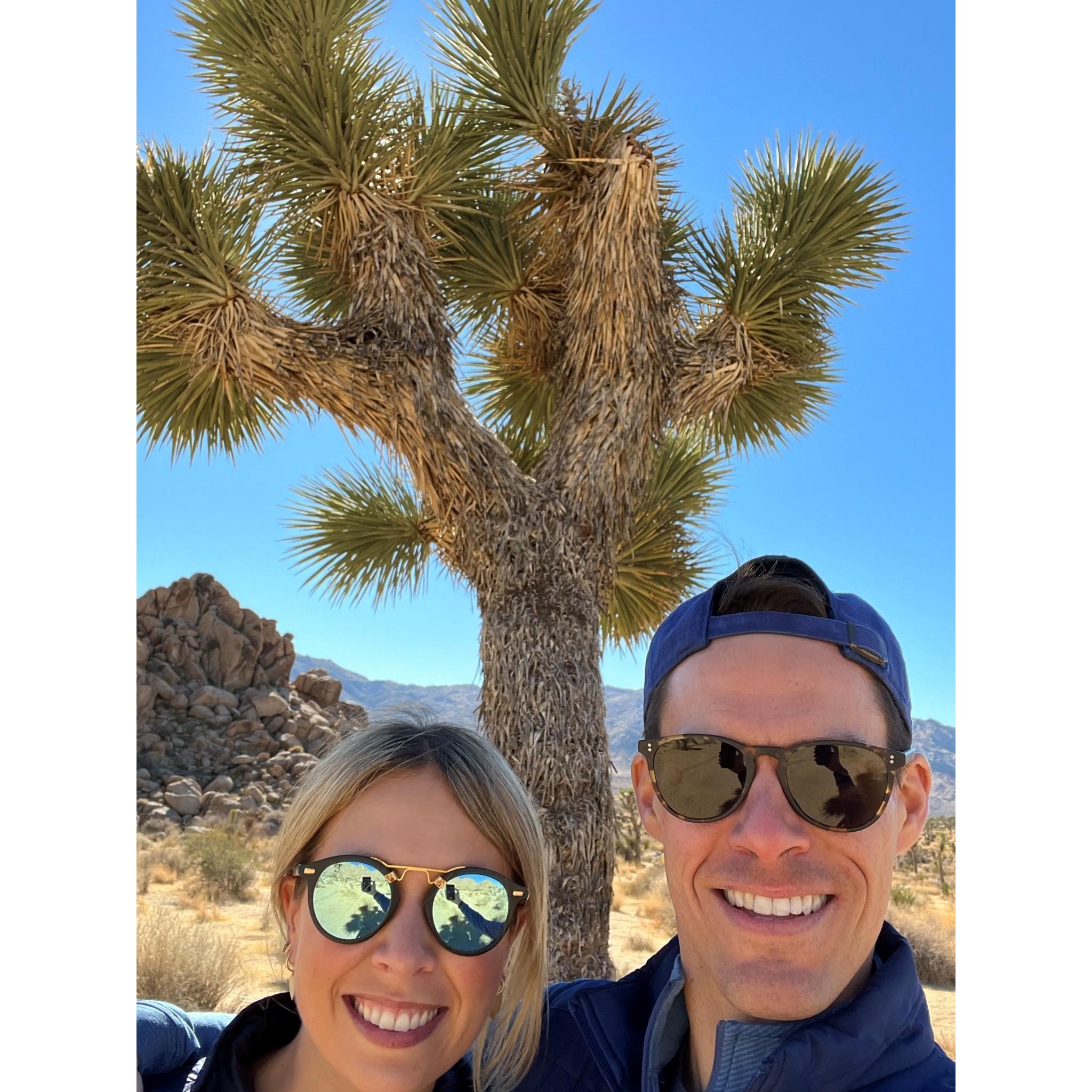 Joshua Tree 2021