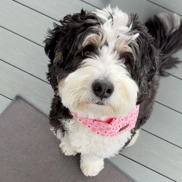 Supply of Pet Treats for Kona