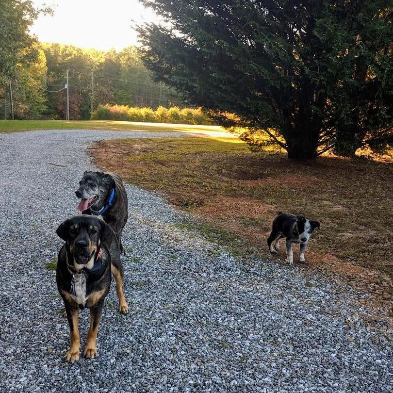 Titan, Charlie, and Frank all love spending time with their puppy cousins and Uncle Loren and Aunt Julia in Patrick Springs!