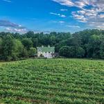 Meriwether Springs Vineyard and Brewery