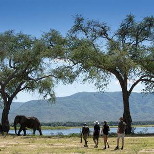 Mana Pools Elephant Safari