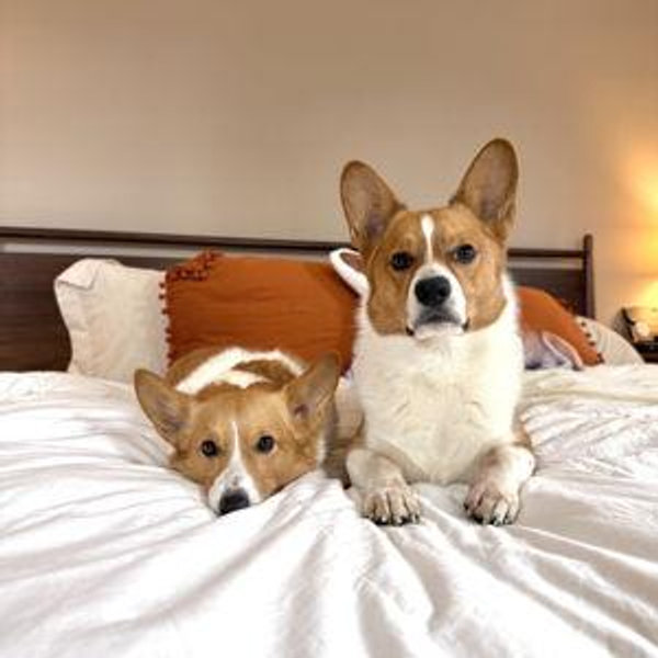 Dog Treats Fund