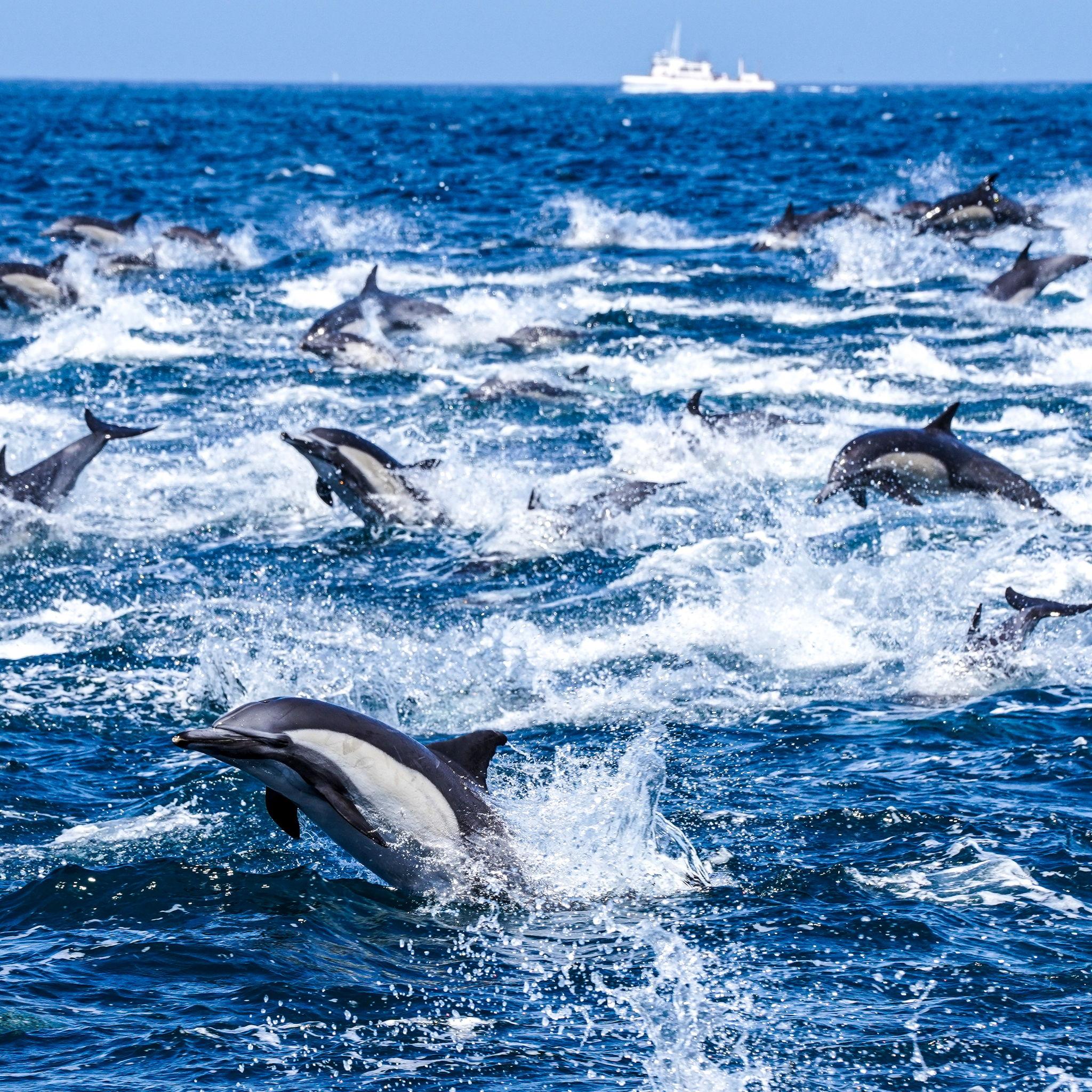 These are real dolphins we saw on a boat in San Diego!