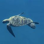 Ocean Exploration