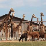 Lazy 5 Ranch