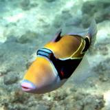 Snorkeling - Hanauma Bay