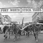 STOCKYARDS CATTLE DRIVE
