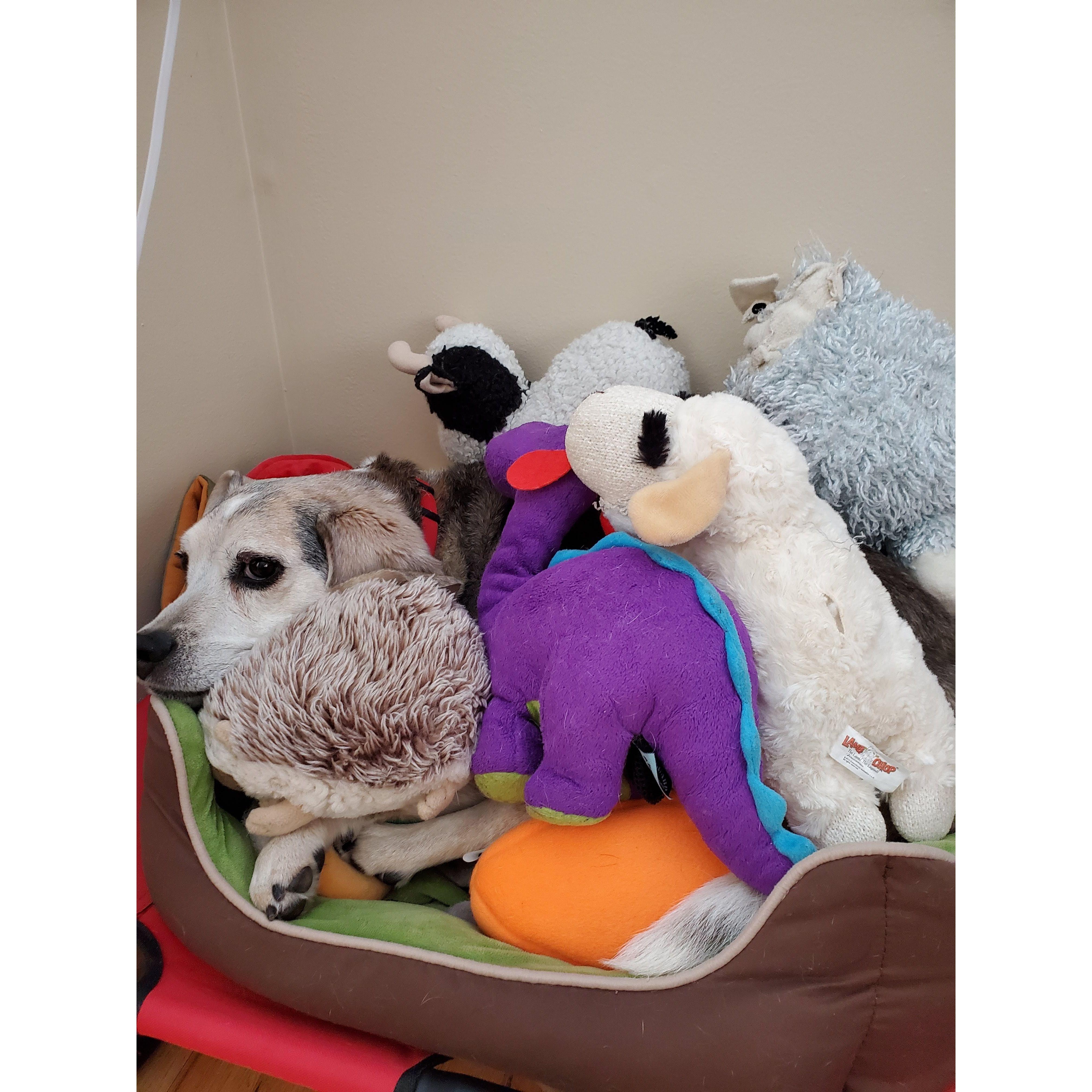 Motl loves toys