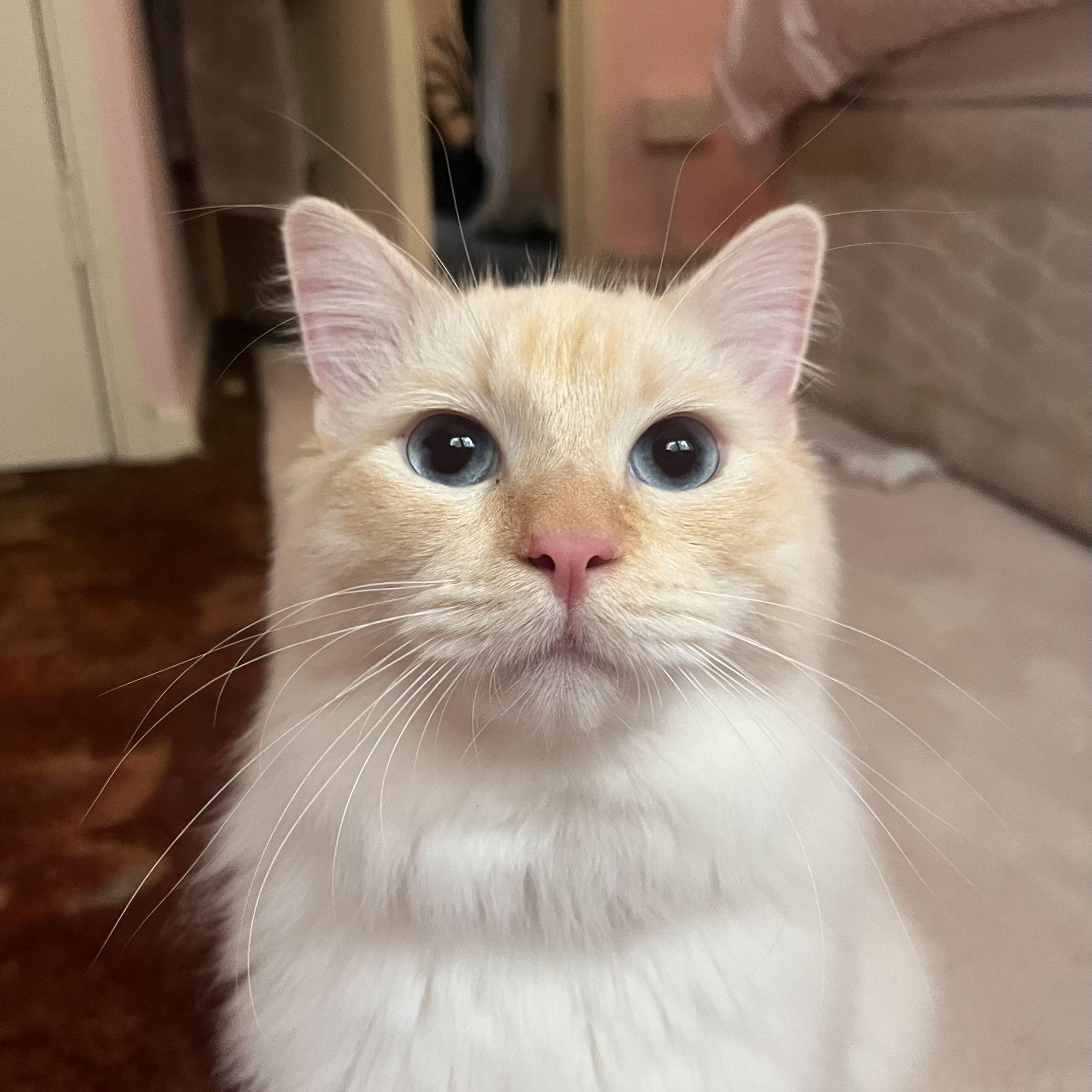 Our beautiful boy Sebby