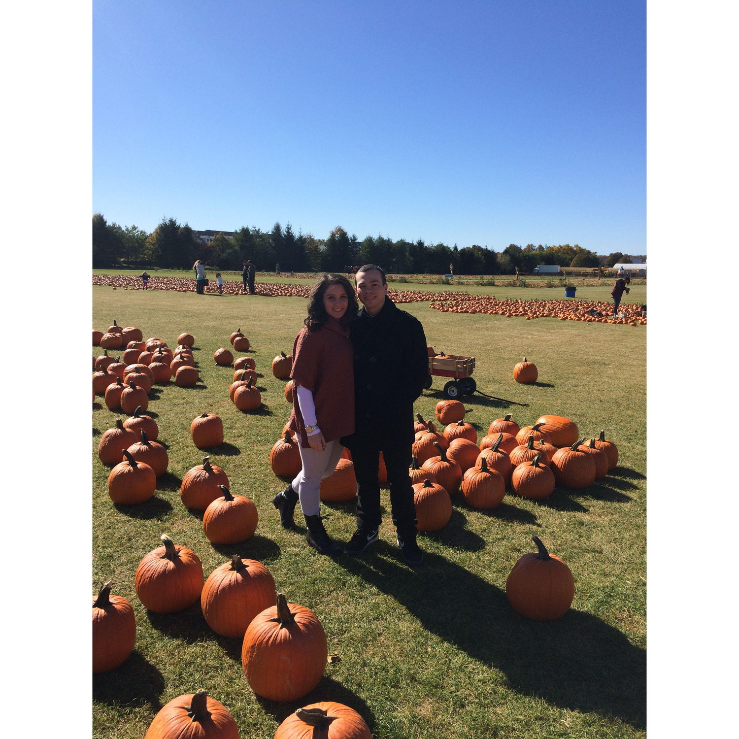Pumpkin picking 2015