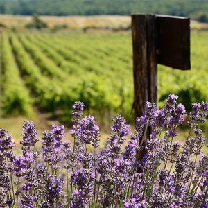 Wine Tour in Provence