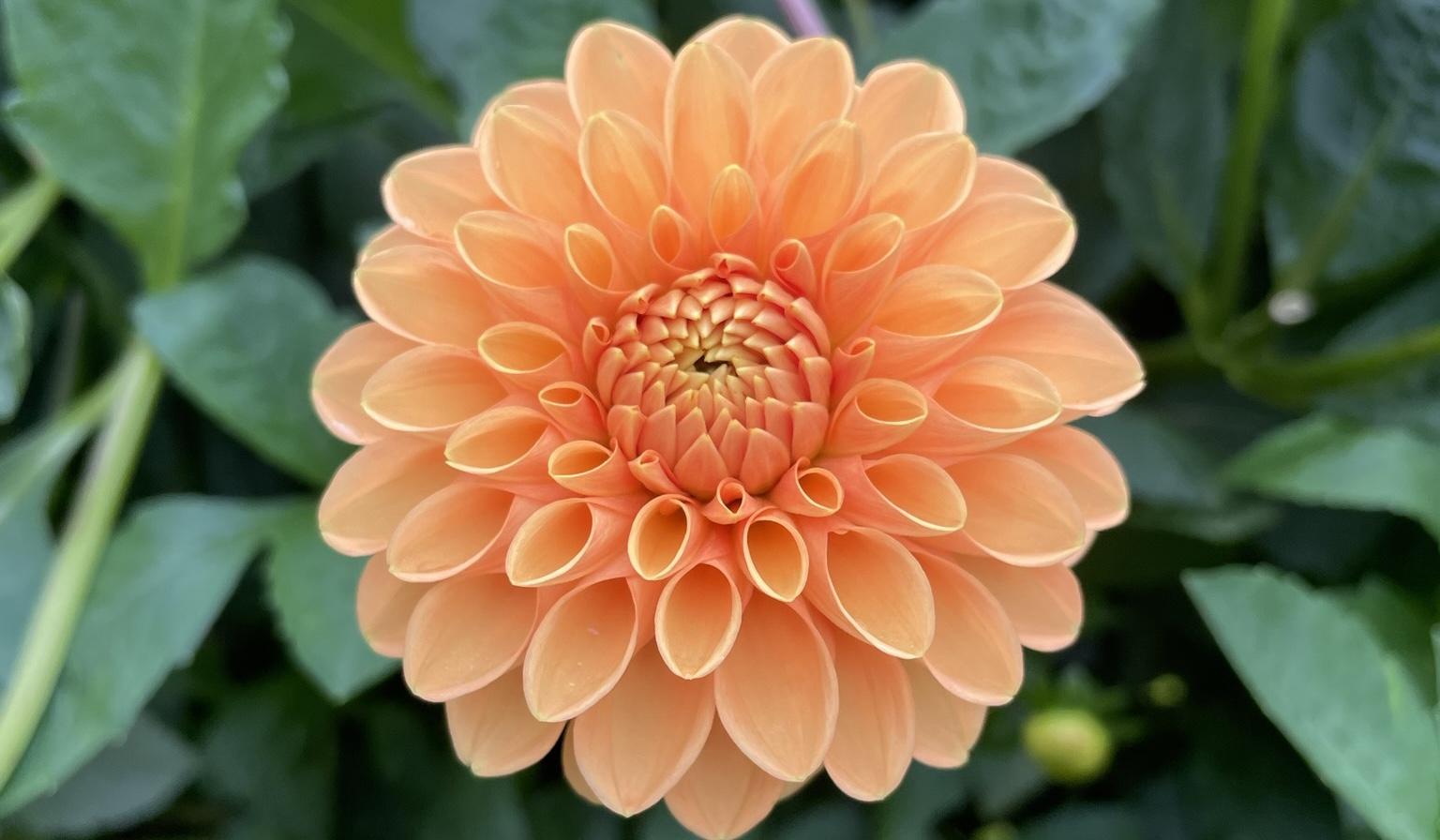 The Wedding Website of Brittany Coba and Jarrid Stanton