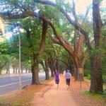 Rice University Loop