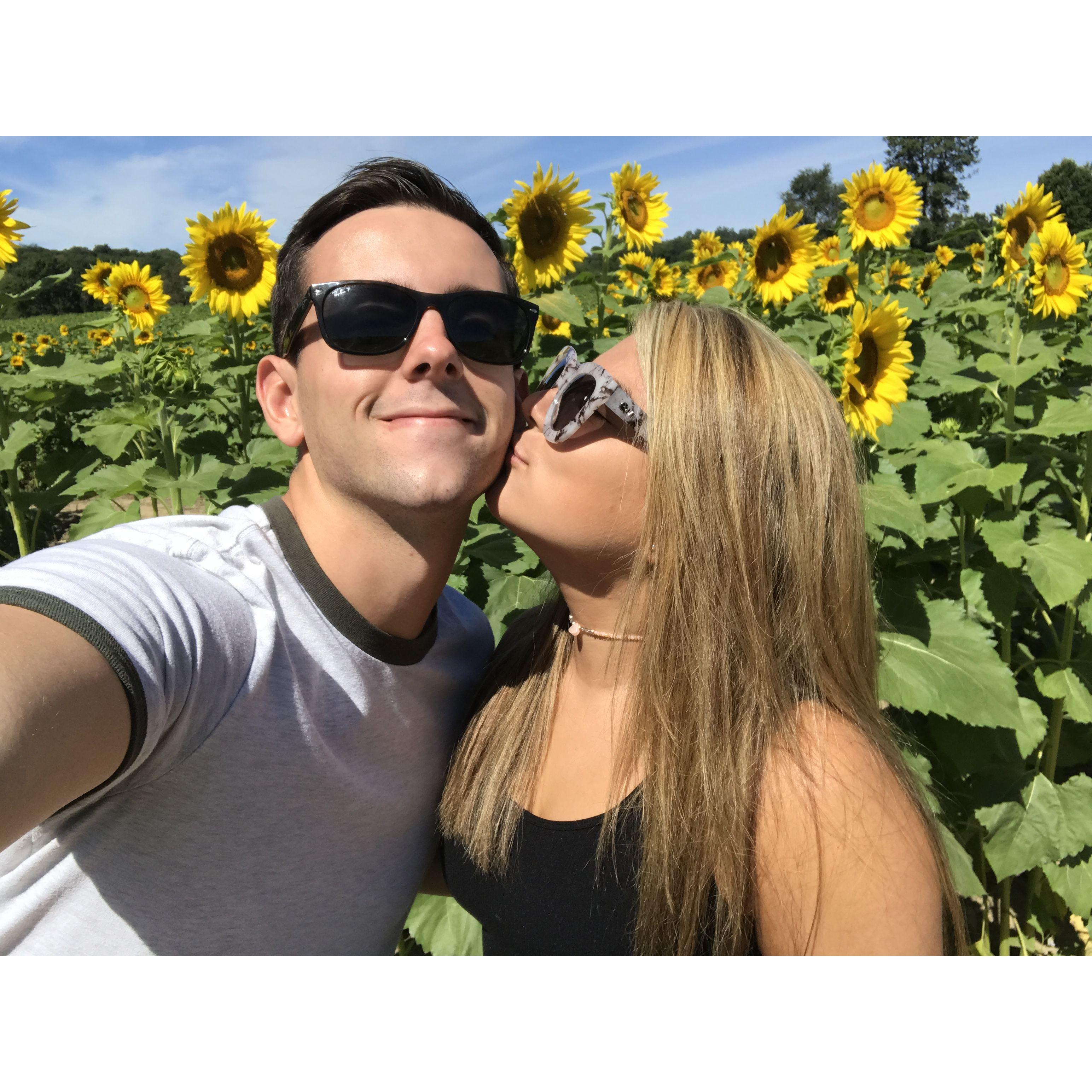 September 2017 - Sunflower Field in Sandyston, NJ