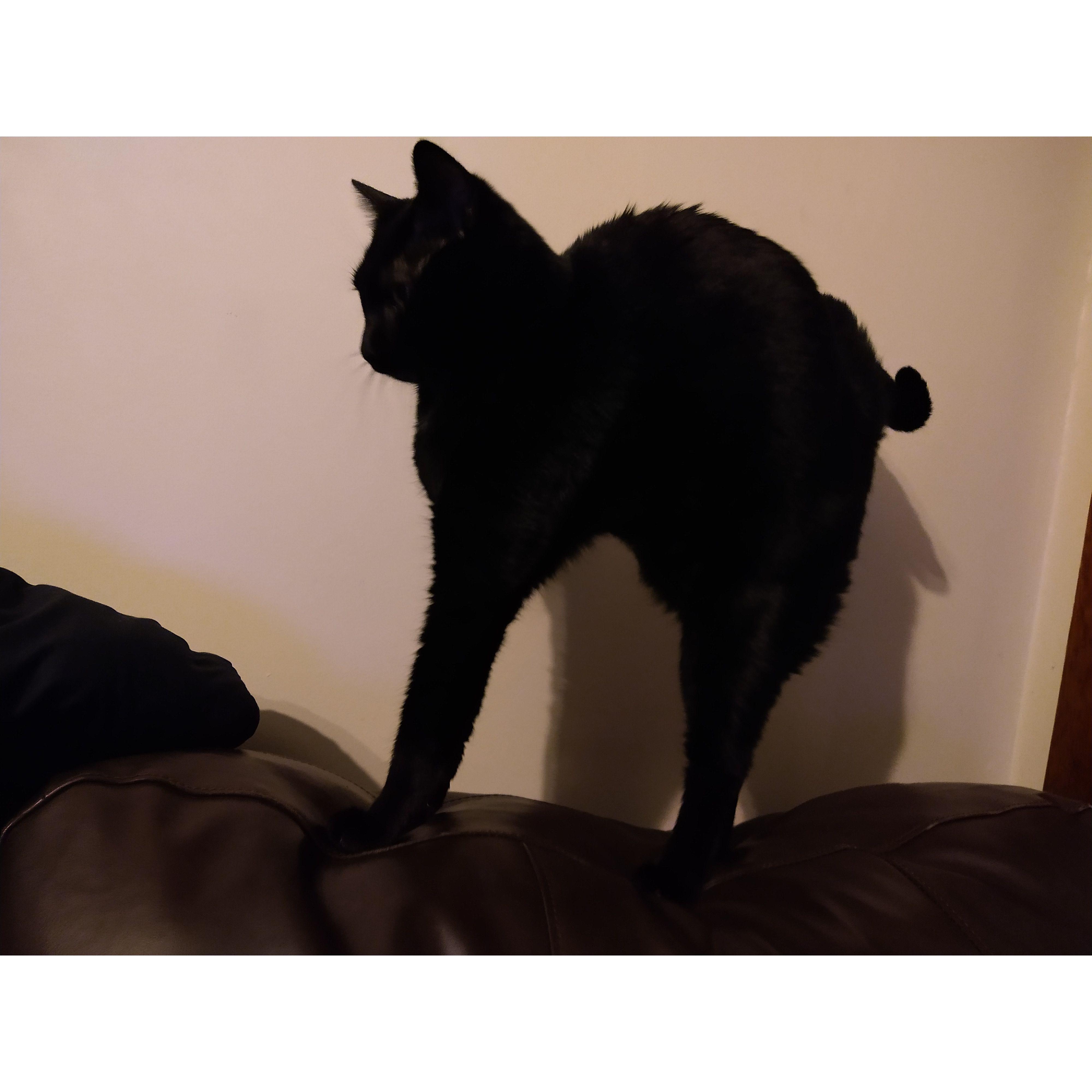 scrunchcat
