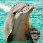 Delphinus Conservation Sanctuaries