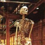 The Mütter Museum at The College of Physicians of Philadelphia