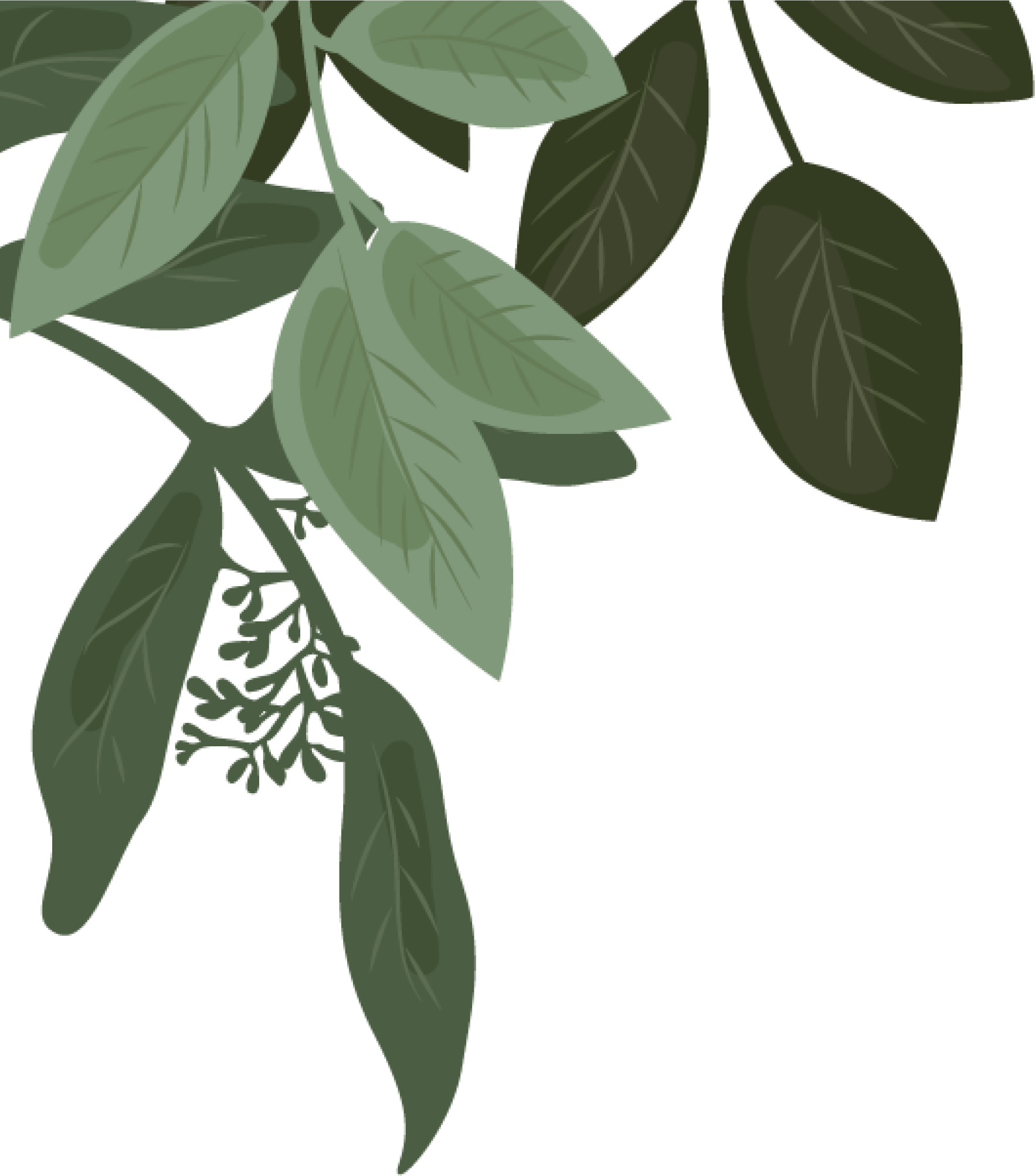 leaves