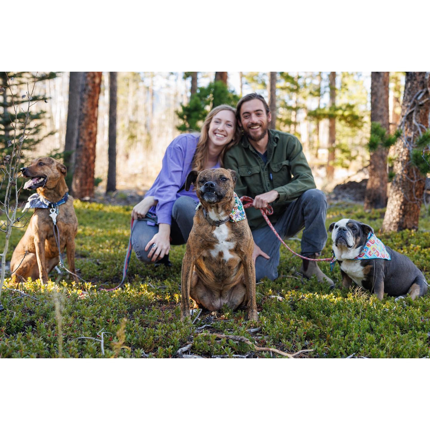 Our three dogs: Griffin, Maya, & Miss Piggy