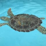 Turtle Hospital