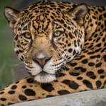 Cameron Park Zoo