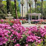 State Capitol Park World Peace Rose Garden