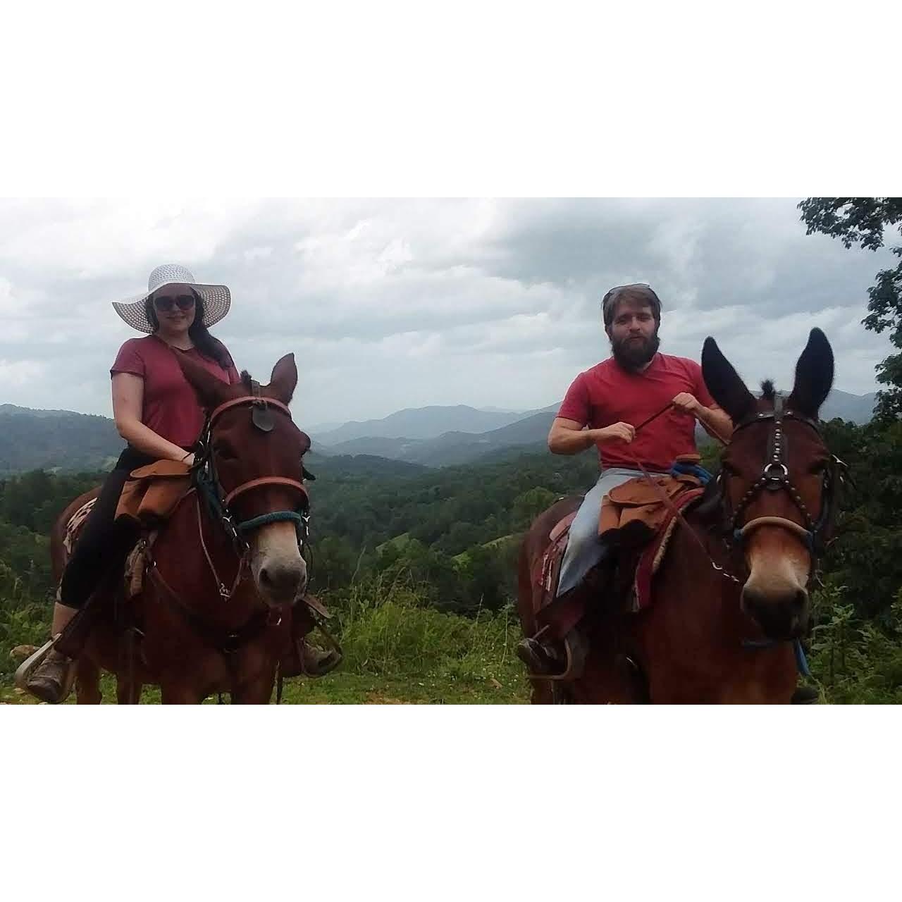 Riding Mules through the Blue Ridge Mountains