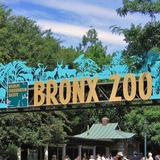 NY Bronx Zoo
