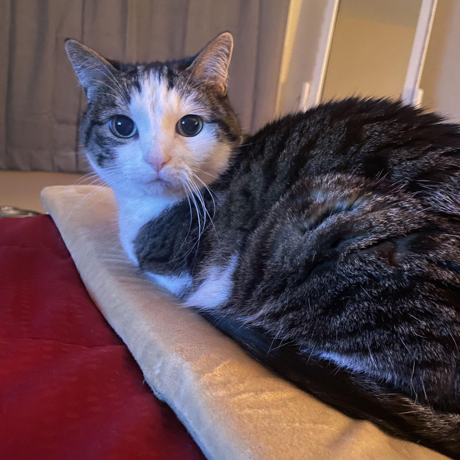 Princess Eloise