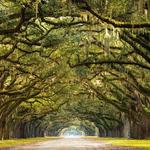 Wormsloe State Historic Site