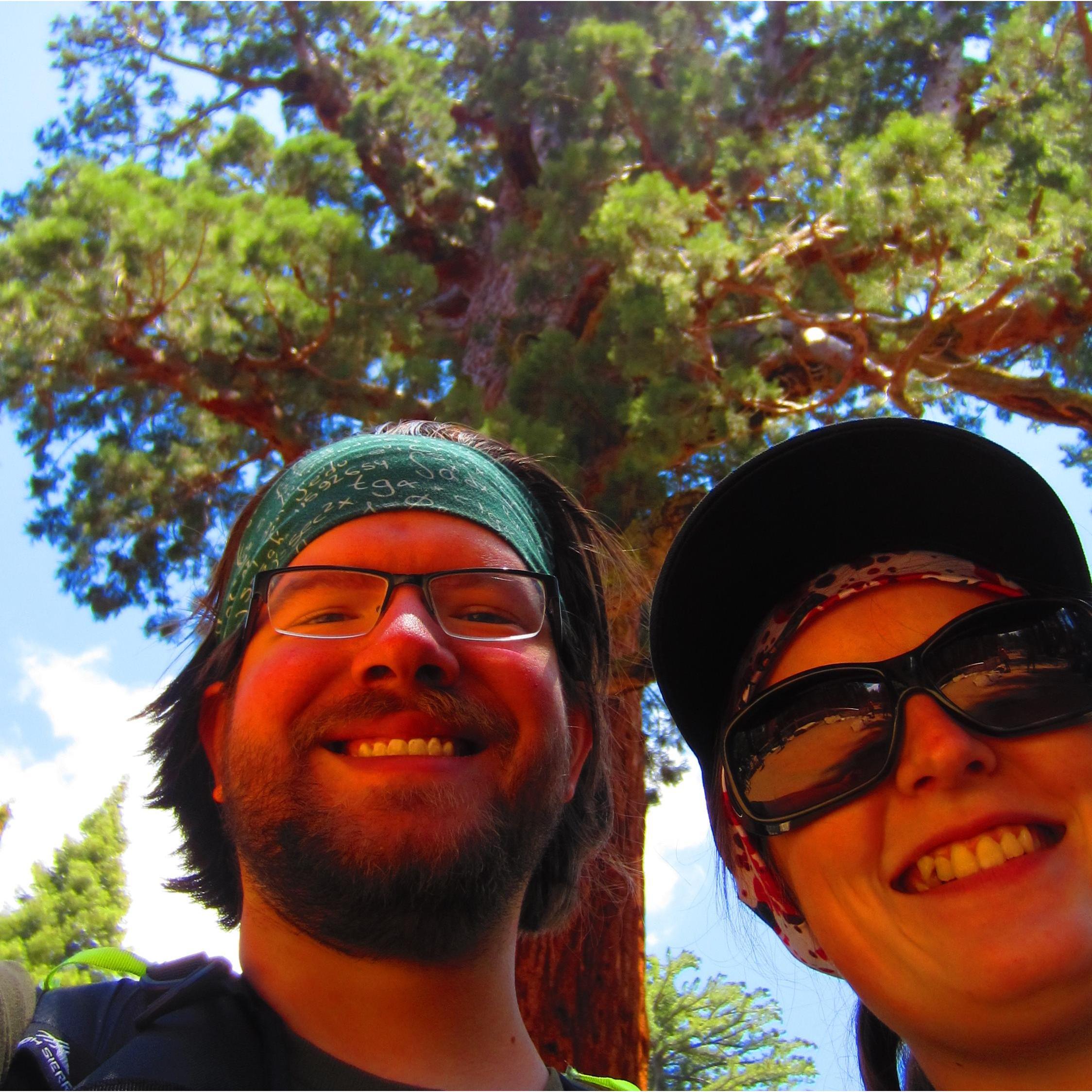 Under the ancient Sequoias at Mariposa Grove