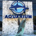 Mote Marine Laboratory & Aquarium